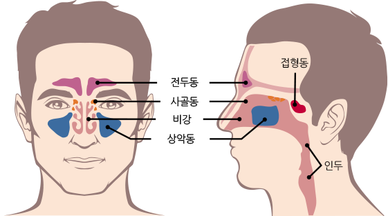 [비염,부비동염 해부]전두동, 사골동, 비강, 상악동, 접형동, 인두